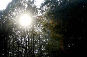 sunce