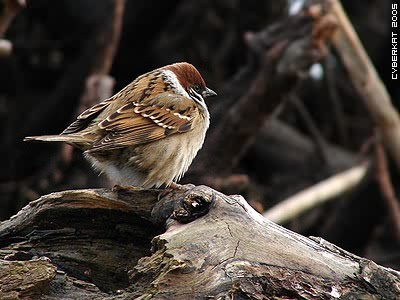 sparrow