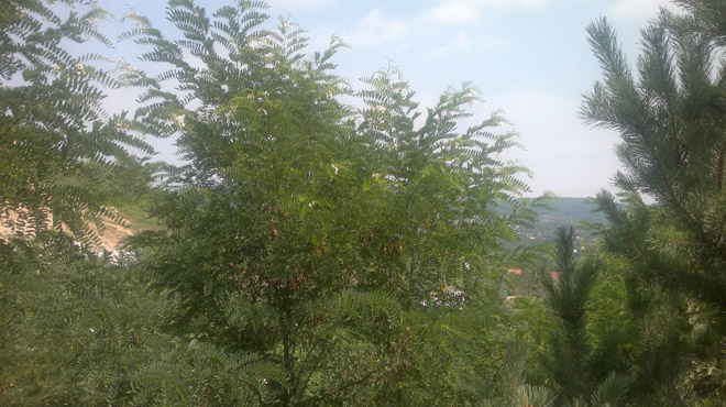 22c