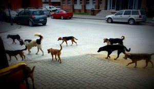 psi lutalice u kalesiji