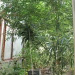 kanabis kod kalesije