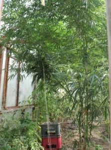 kanabis kod kalesije