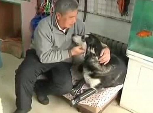 prica-o-okrutnosti-i-ljubavi-veterinar-velikog-srca-izlijecio-psa-kojeg-je-vlasnik-unakazio_0