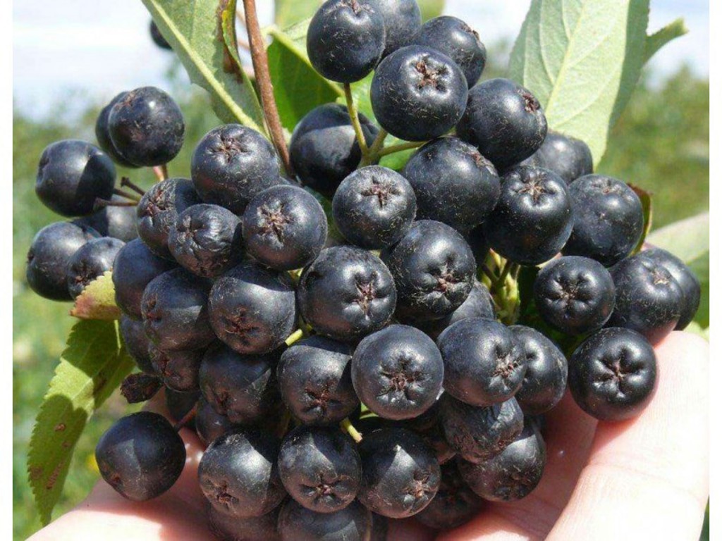 Aronija