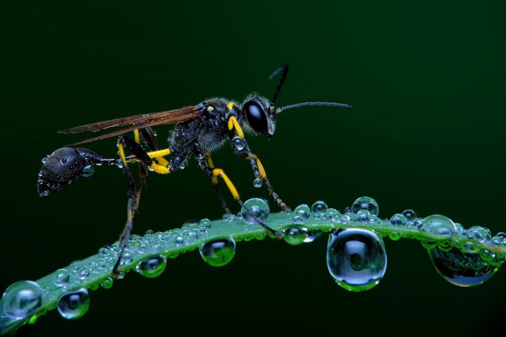 Foto: Eko Adiyanto (Bekasi, Indonesia)