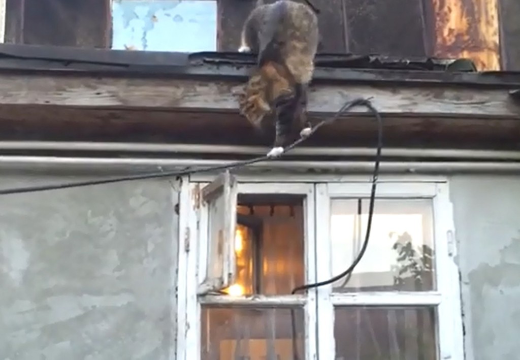 nindza-macka-preko-zice-do-prozora_1404815524