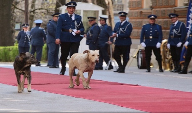 Foto: Klix.ba (Feđa Krvavac) psi lutalice crveni tepih