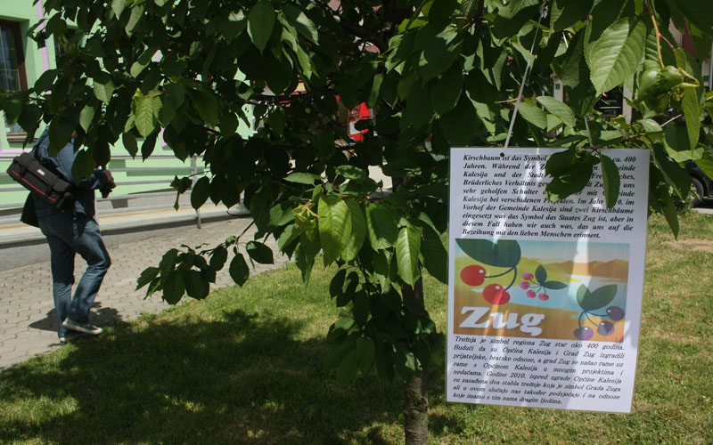 zug-tresnje-2