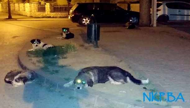 Noćne šetnje mogu biti veoma opase