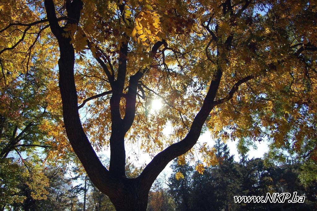 Beograd (9)