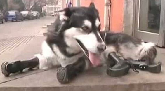 prica-o-okrutnosti-i-ljubavi-veterinar-velikog-srca-izlijecio-psa-kojeg-je-vlasnik-unakazio