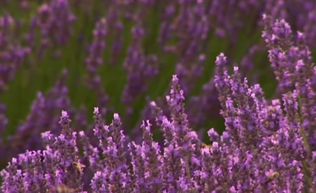 Lavanda
