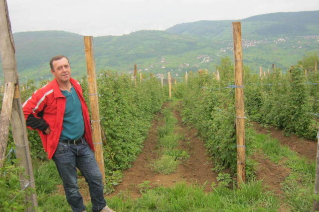 maline