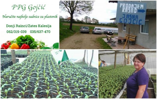 jasna gojcic prodaja 001