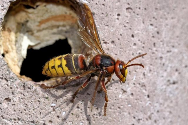 strsljen