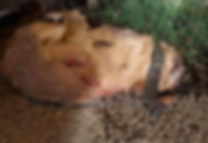 ubijen pas tz