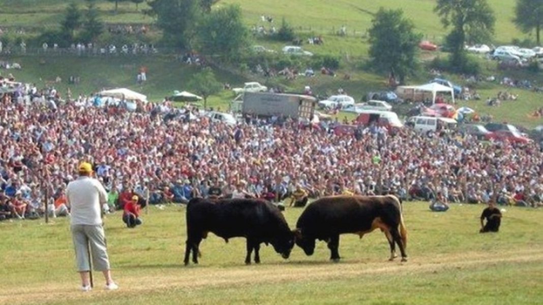 cevljanovici korida