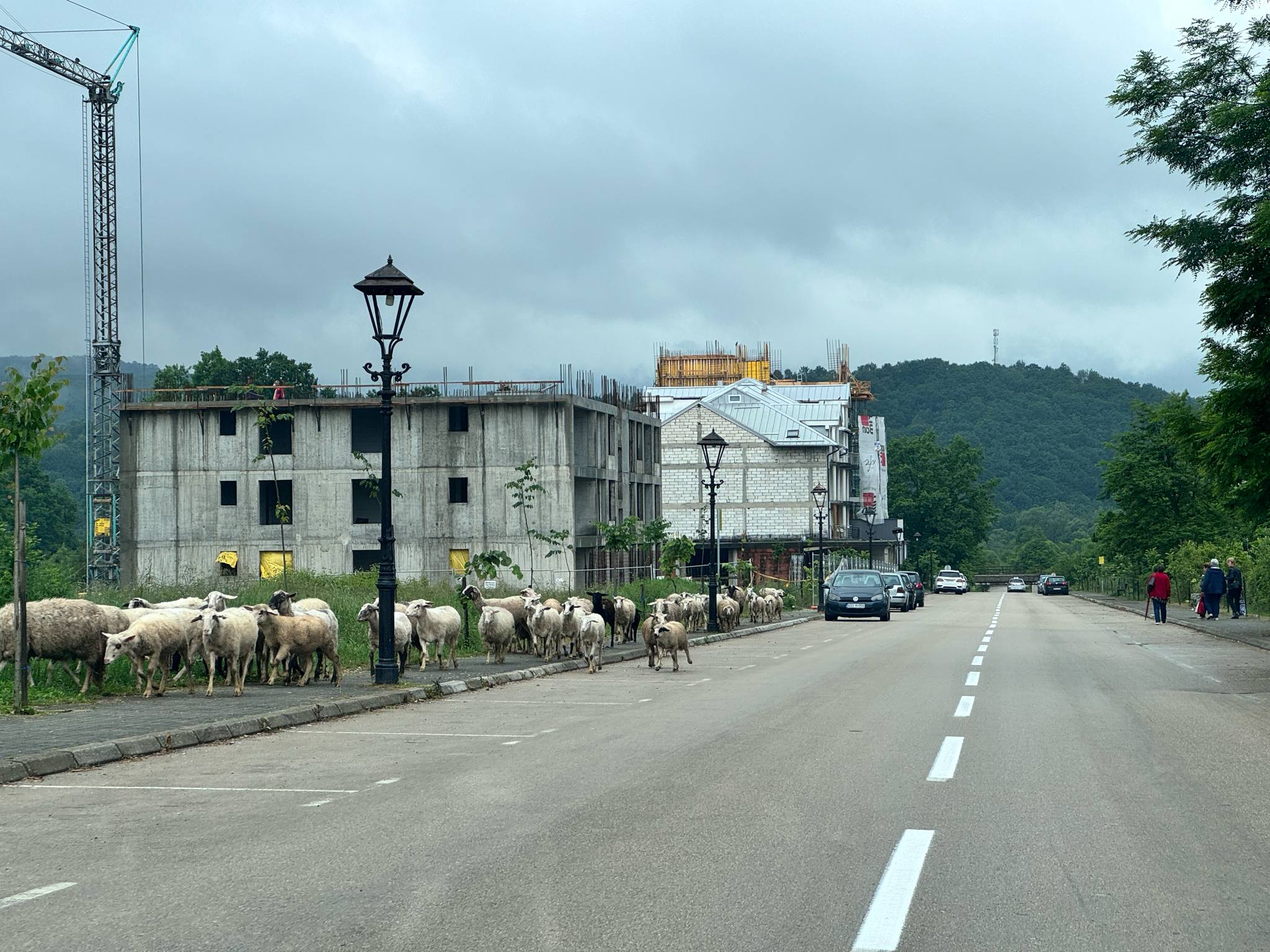 OVCE stado ovaca kalesija centar ulica prema dvorani 1