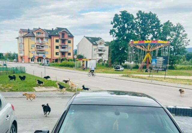 kalesija PSI LUTALICE ringispil 1 PROLJECE 2026